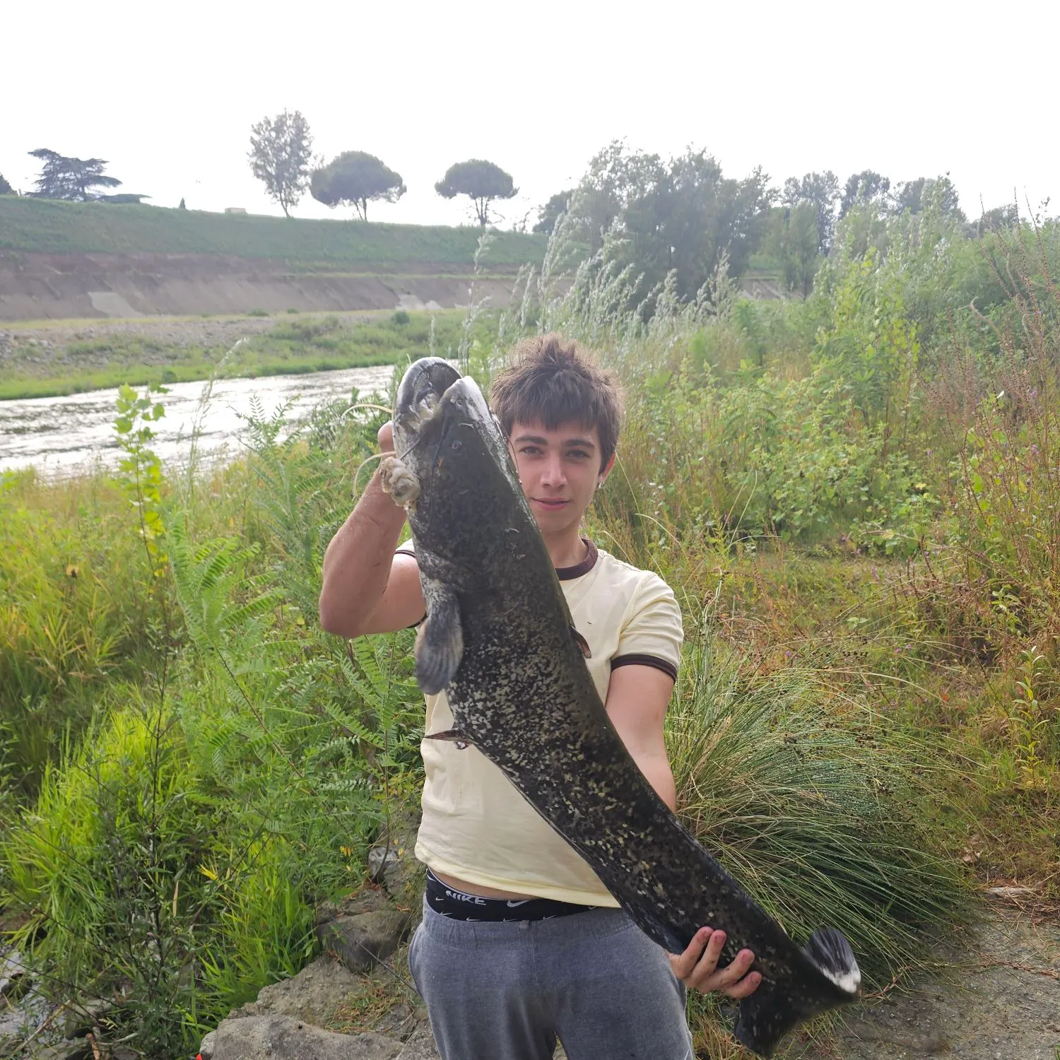 Wels catfish caught on Fishbrain