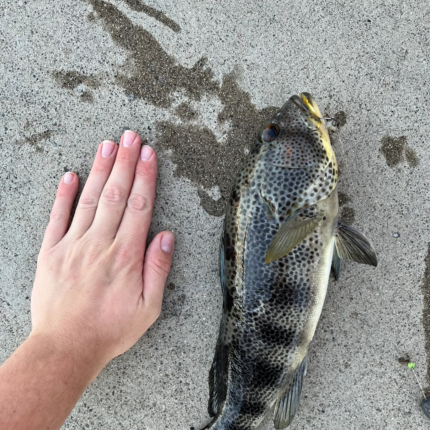 Spotted sand bass caught on Fishbrain