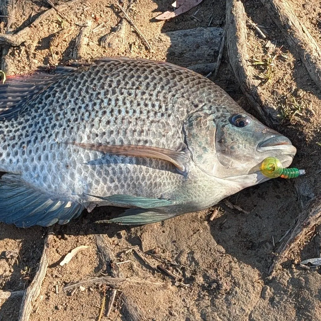 Mozambique tilapia caught on Fishbrain