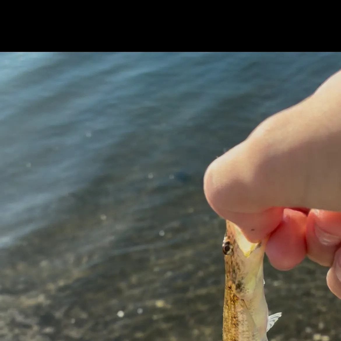 Brushtooth lizardfish caught on Fishbrain
