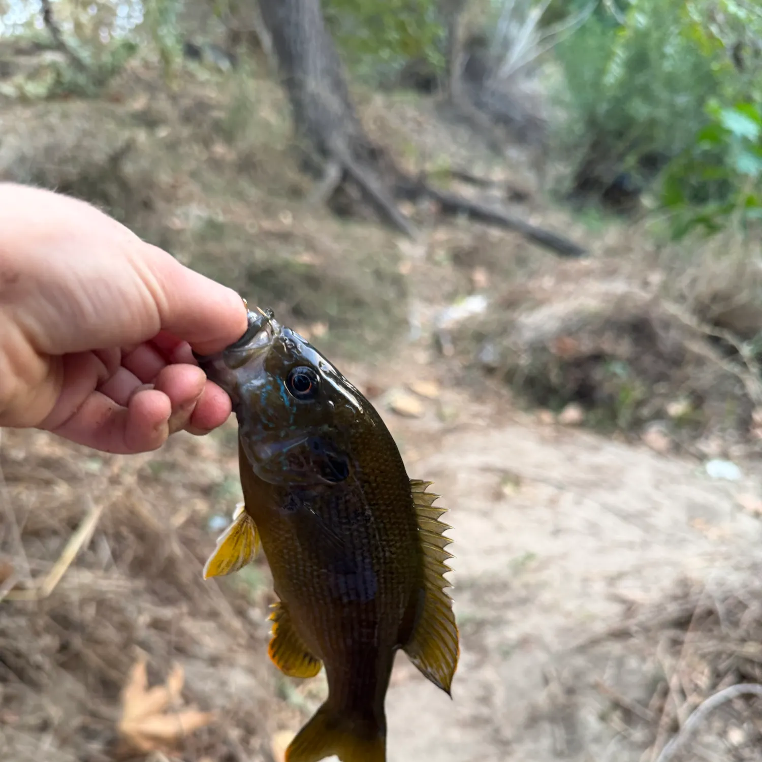 Green sunfish caught on Fishbrain