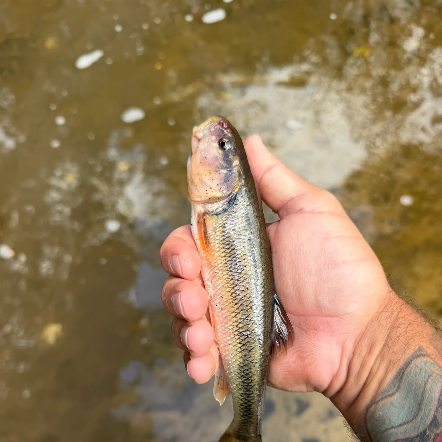 Creek chub caught on Fishbrain