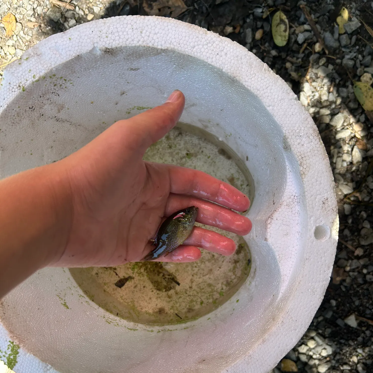 Green sunfish caught on Fishbrain