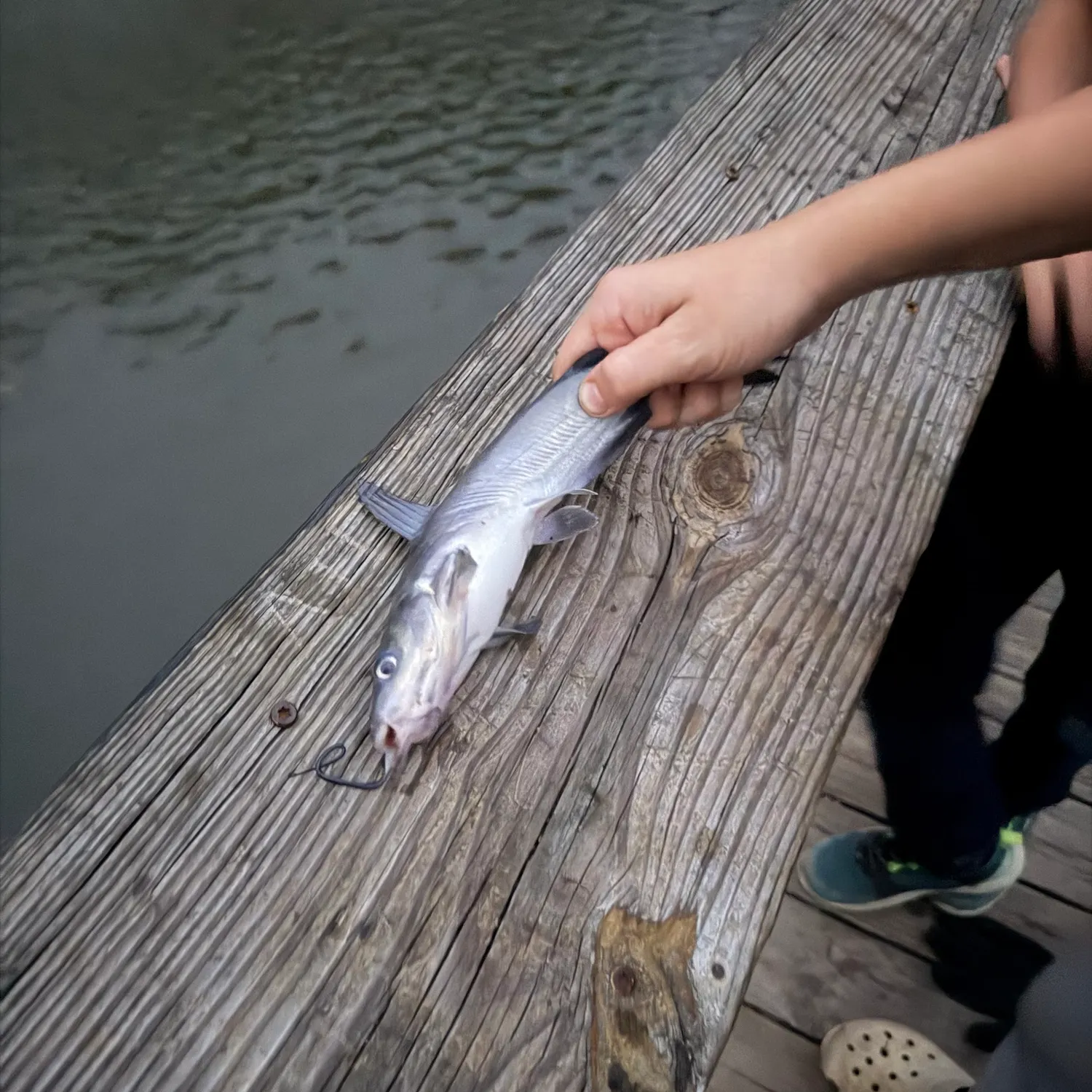 Blue catfish caught on Fishbrain