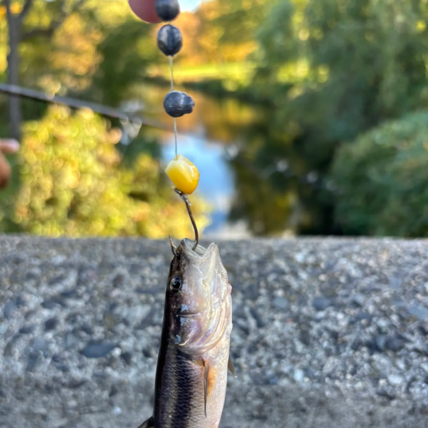 Creek chub caught on Fishbrain