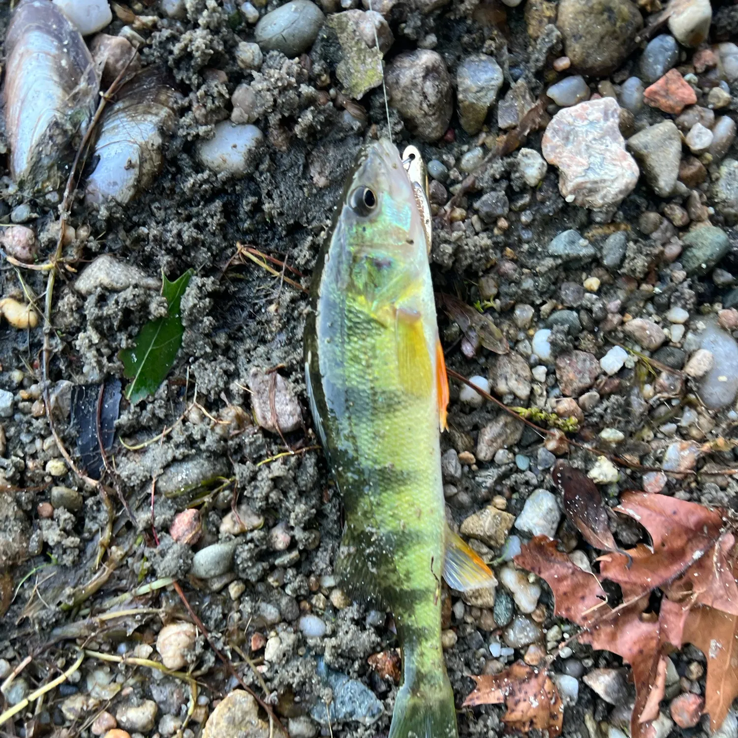 Yellow perch caught on Fishbrain