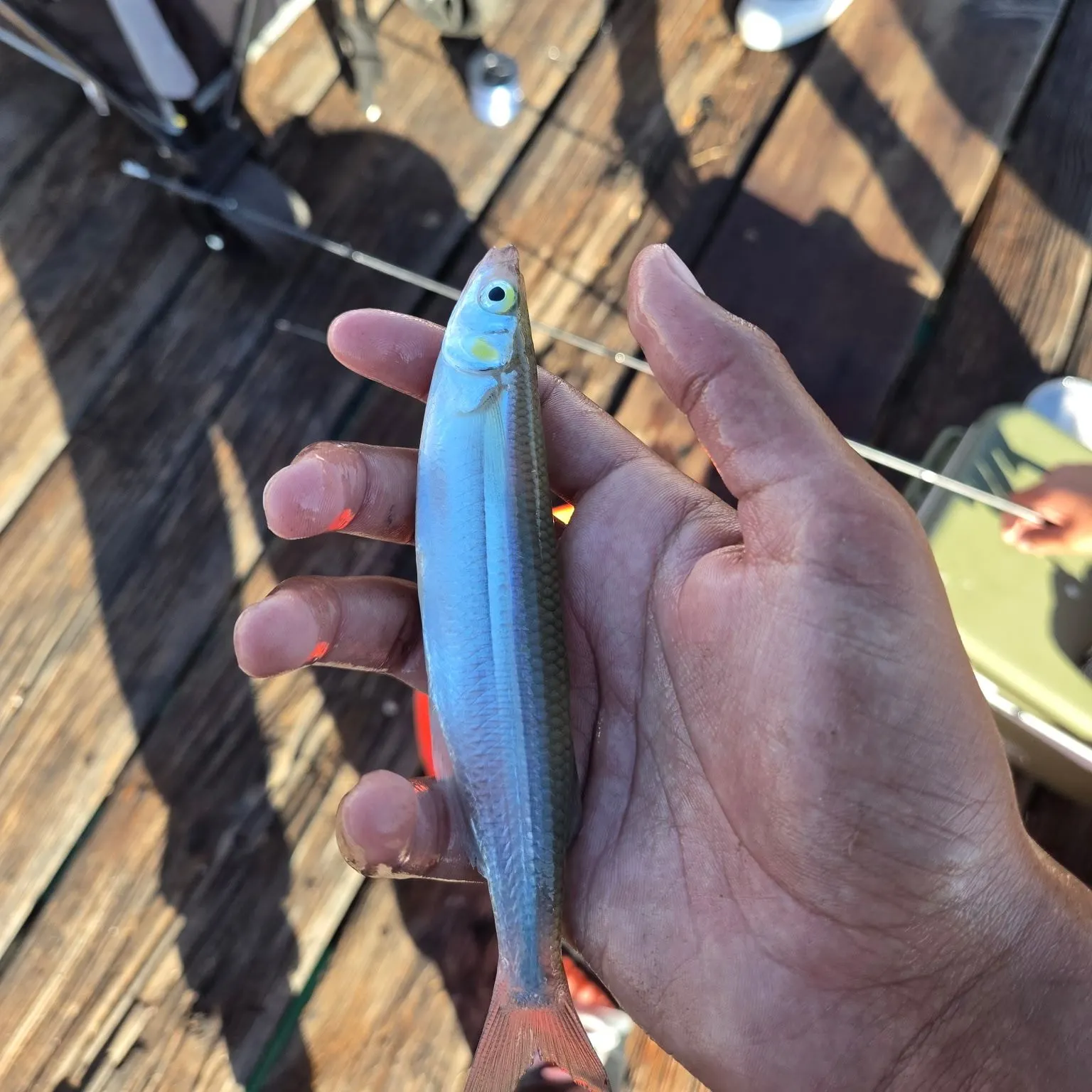 Jack silverside caught on Fishbrain