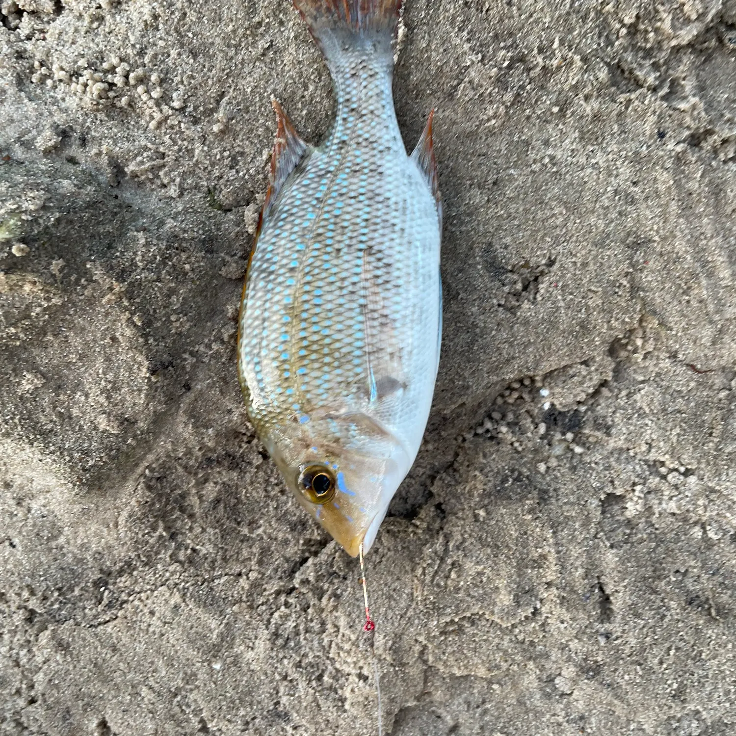 The most recent Spangled emperor catches on Fishbrain