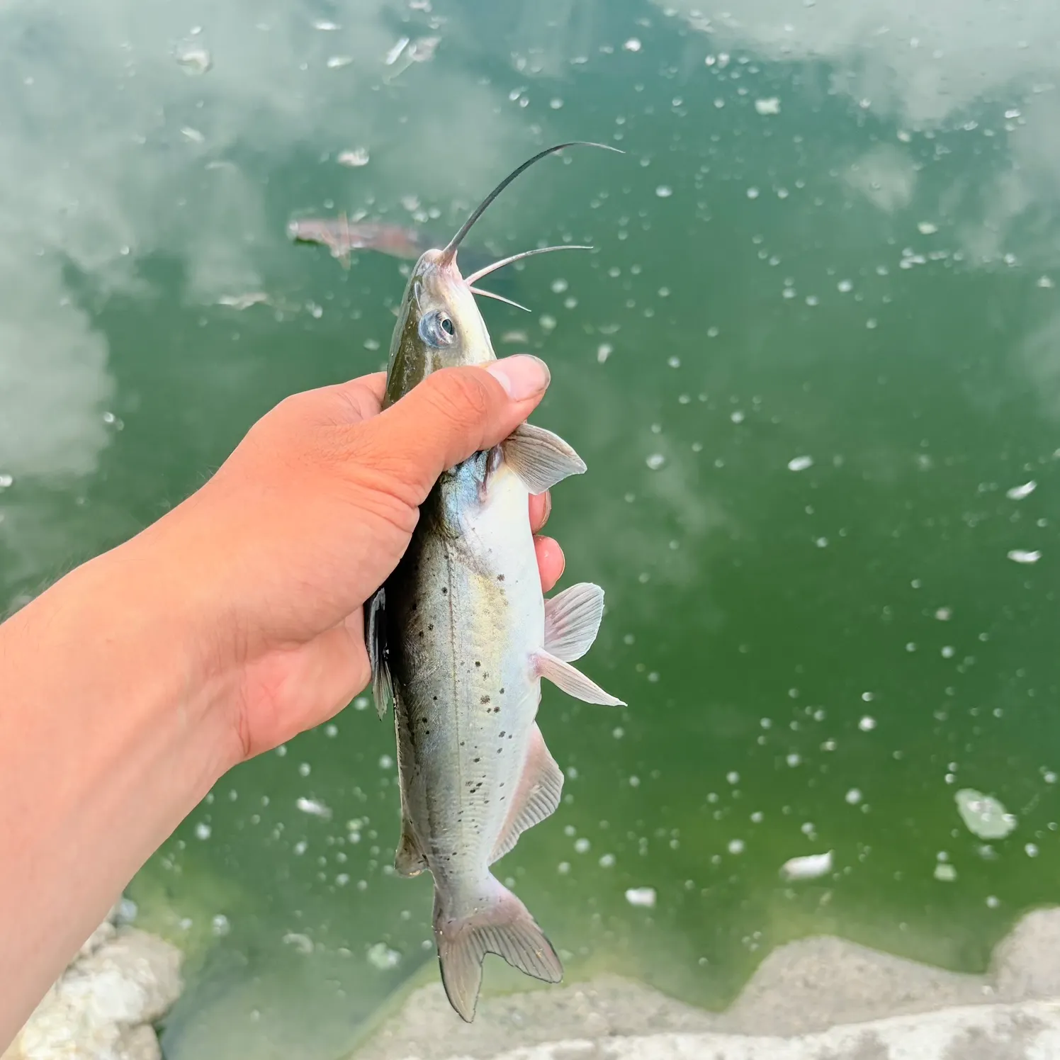 Channel catfish caught on Fishbrain