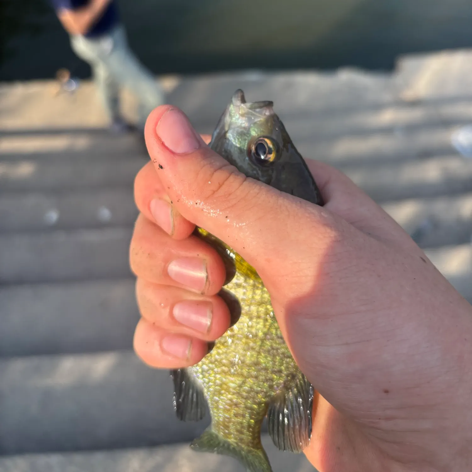 The most recent Pacific spadefish catches on Fishbrain