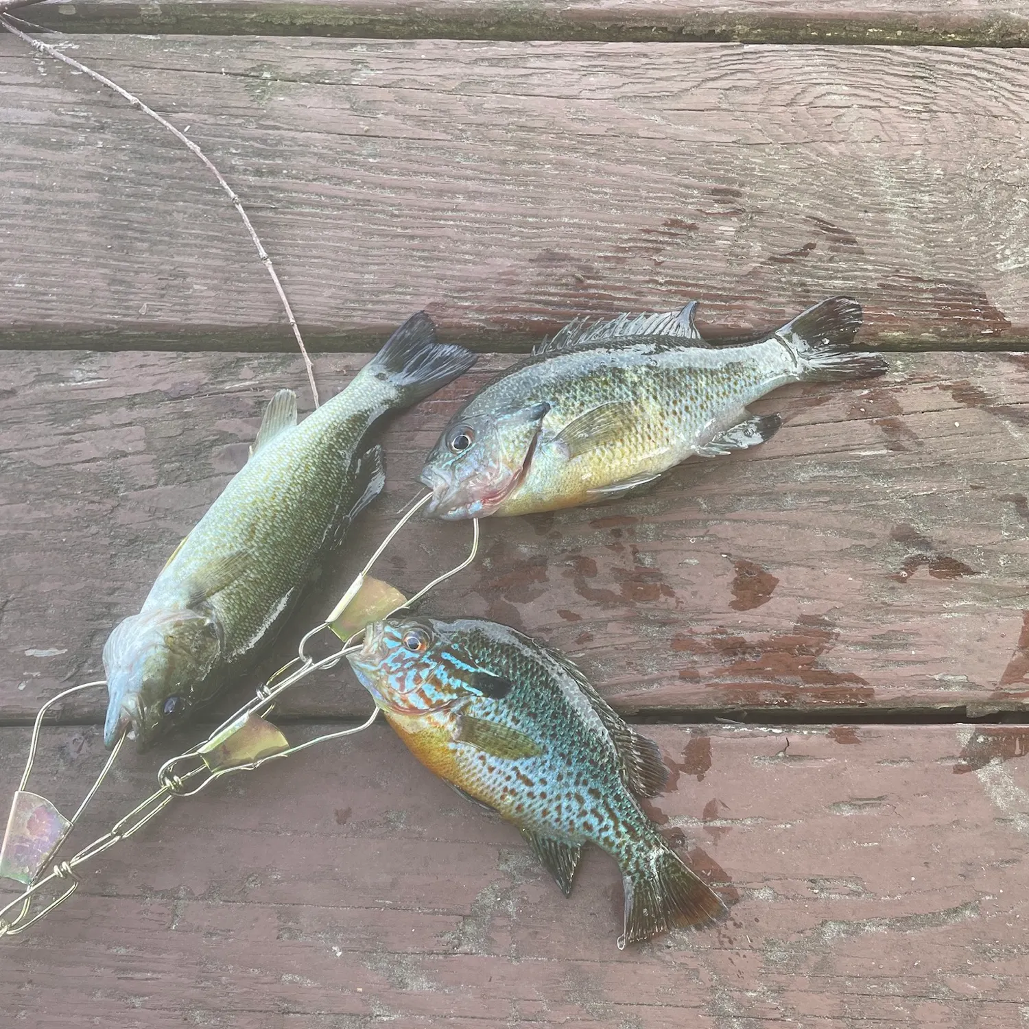 recently logged catches