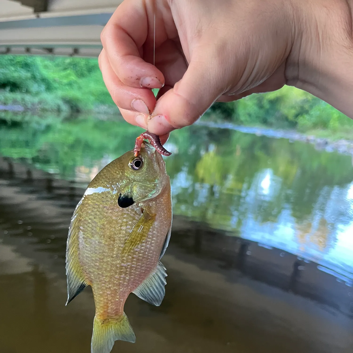 Bluegill caught on Fishbrain