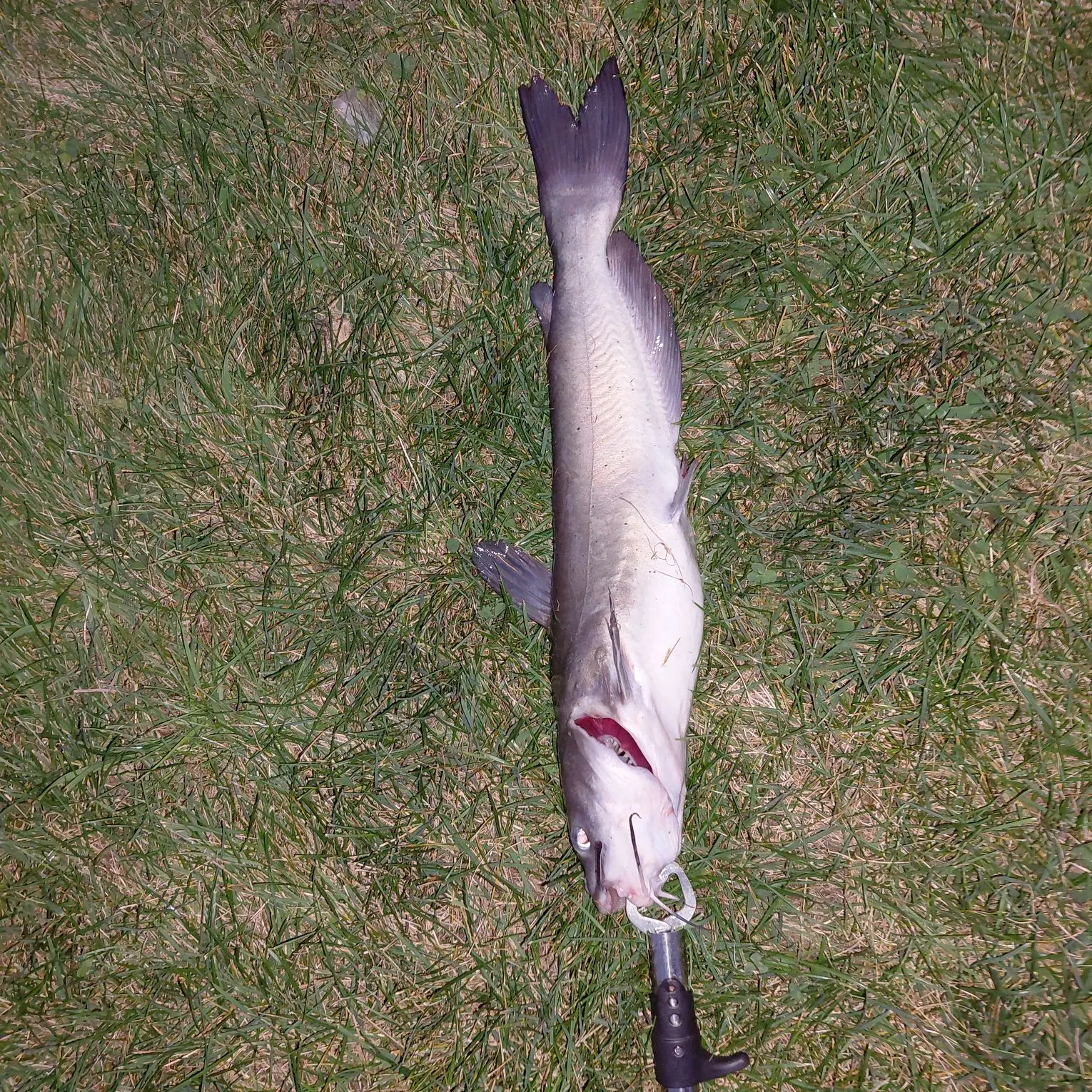 Channel catfish caught on Fishbrain