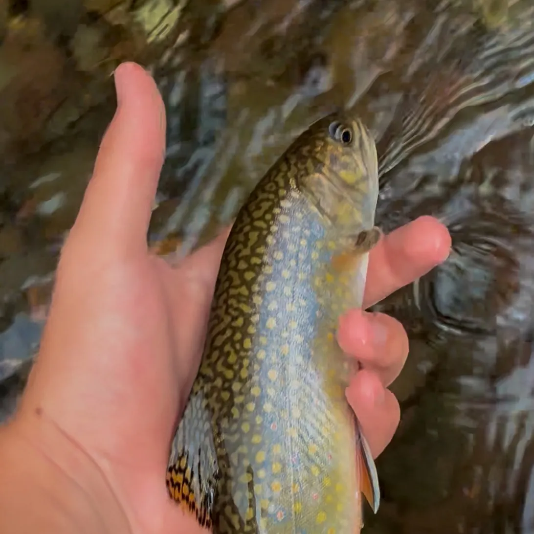 Brook trout caught on Fishbrain