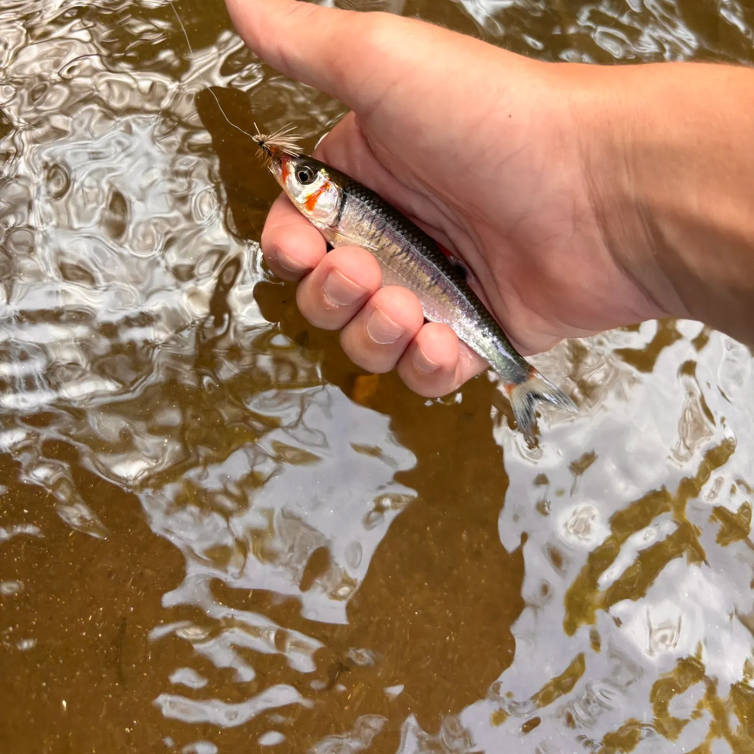 The most recent Rosyface chub catches on Fishbrain