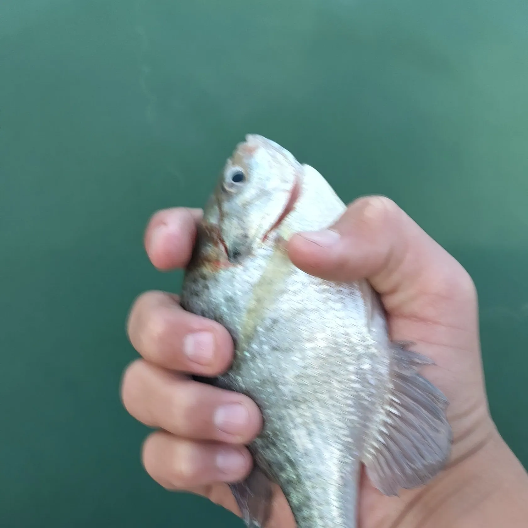 The most recent Bluegill catches on Fishbrain