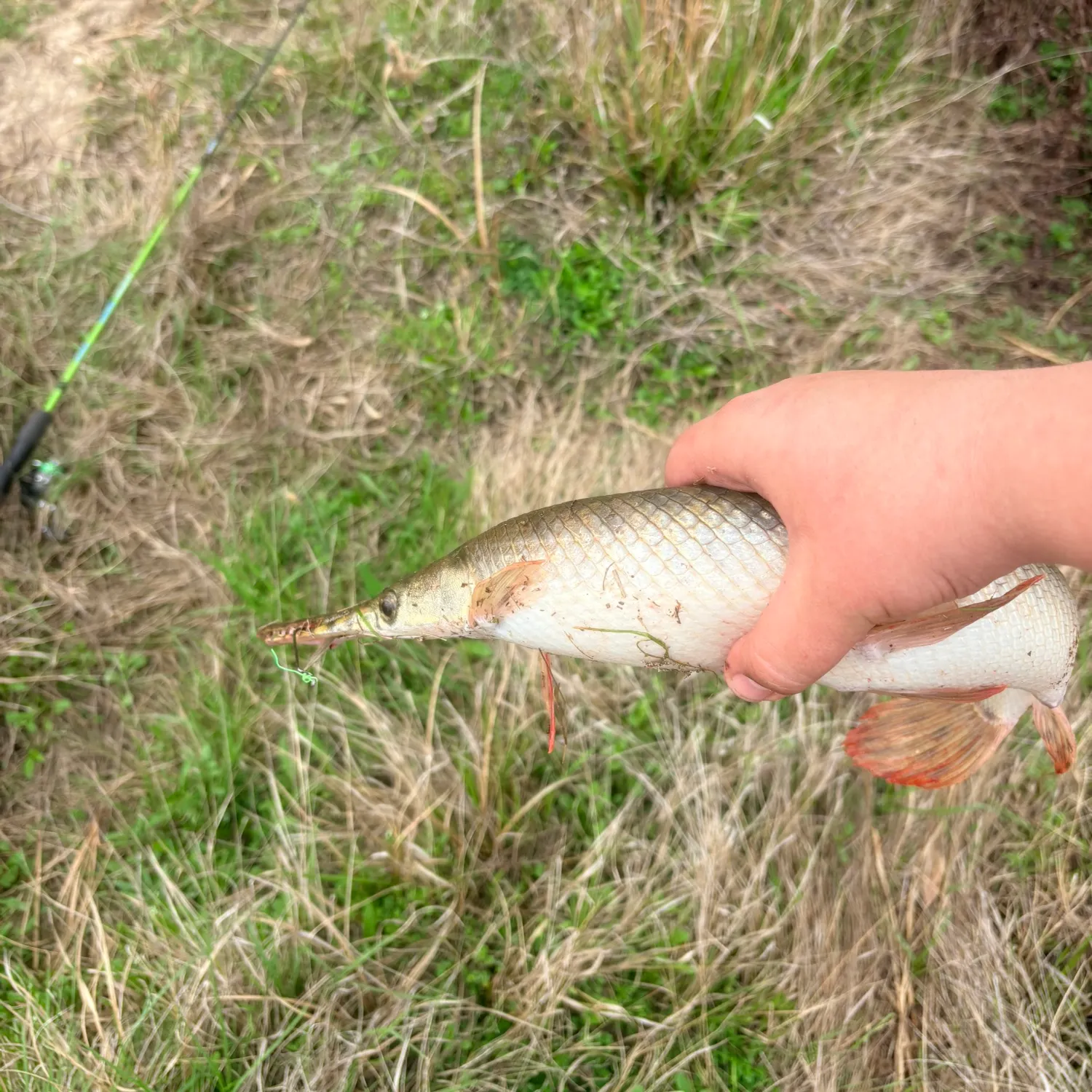 The most recent Shortnose gar catches on Fishbrain