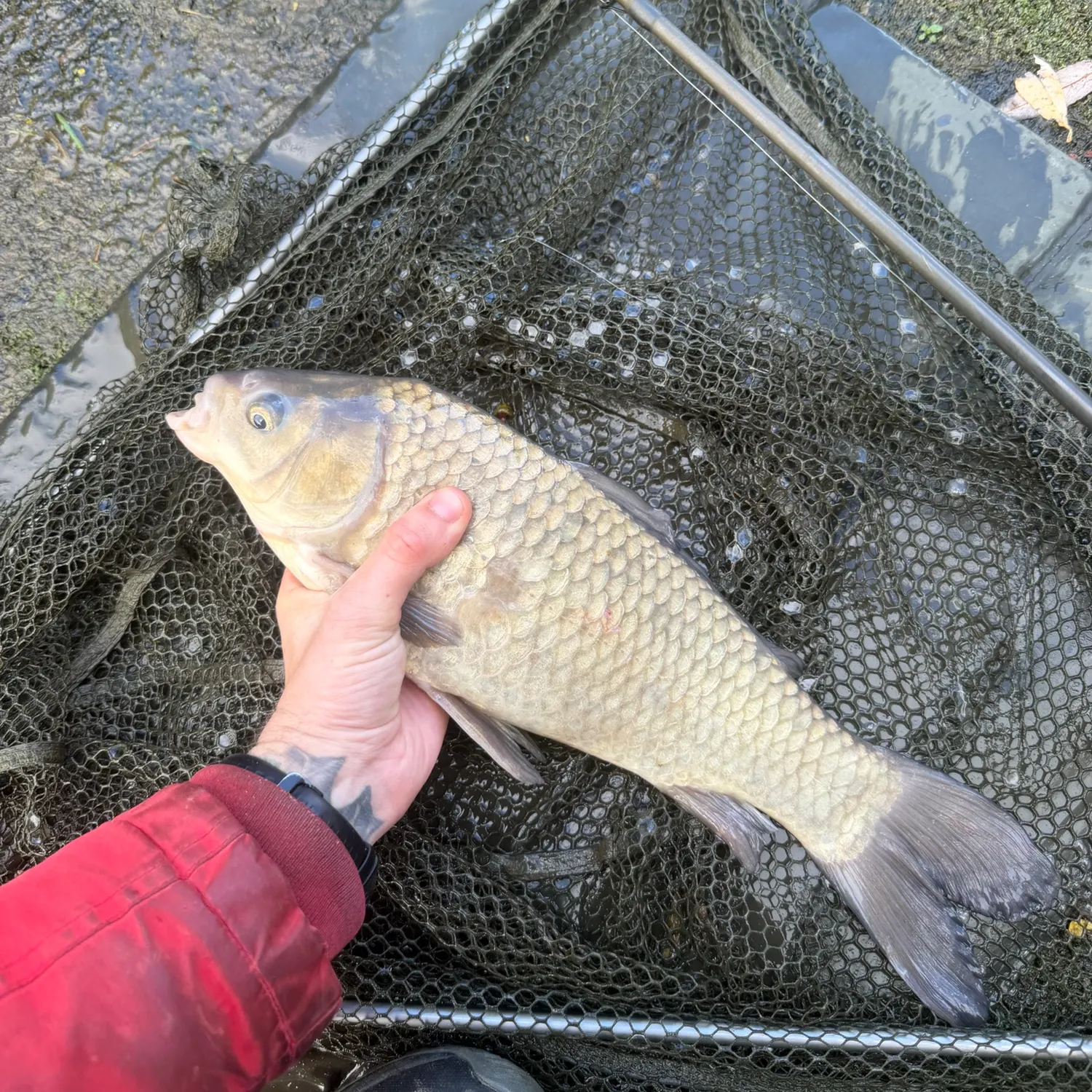 The most recent Crucian carp catches on Fishbrain