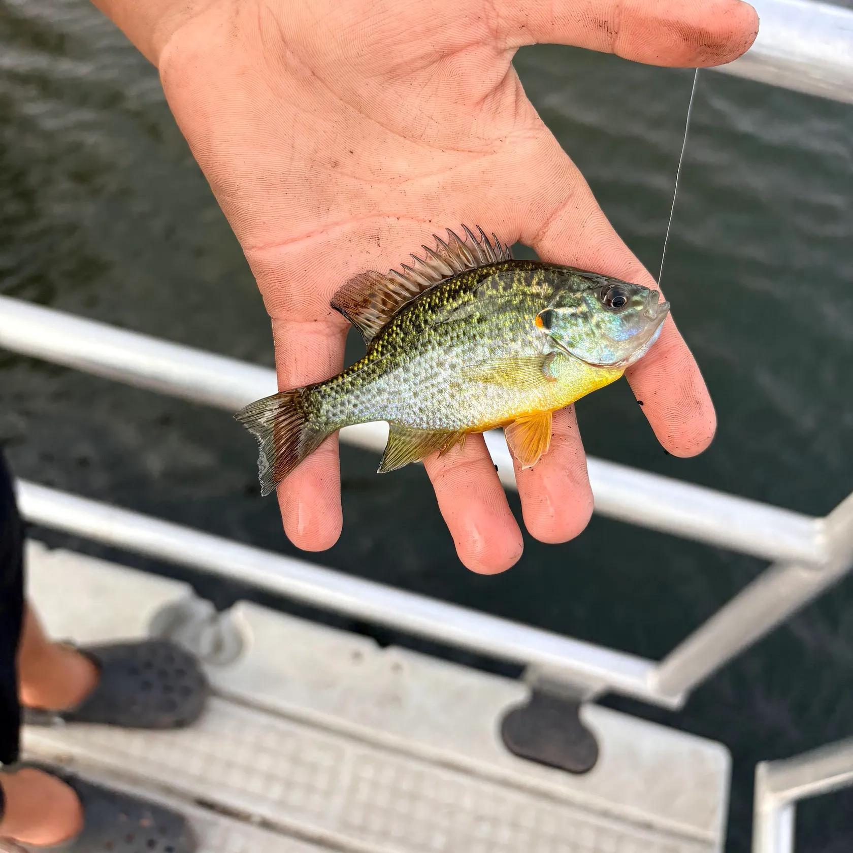 Pumpkinseed caught on Fishbrain