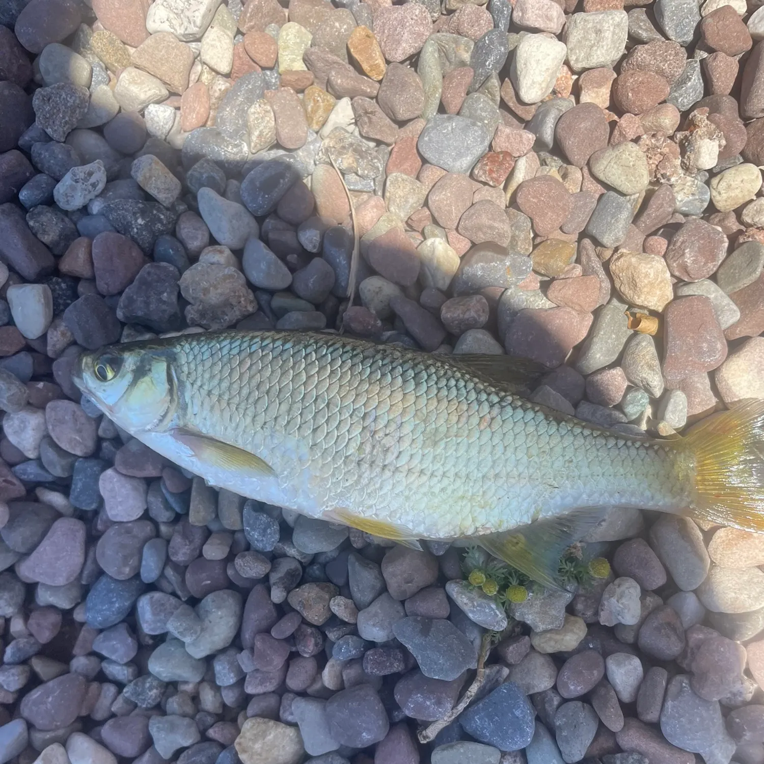The most recent Quillback catches on Fishbrain