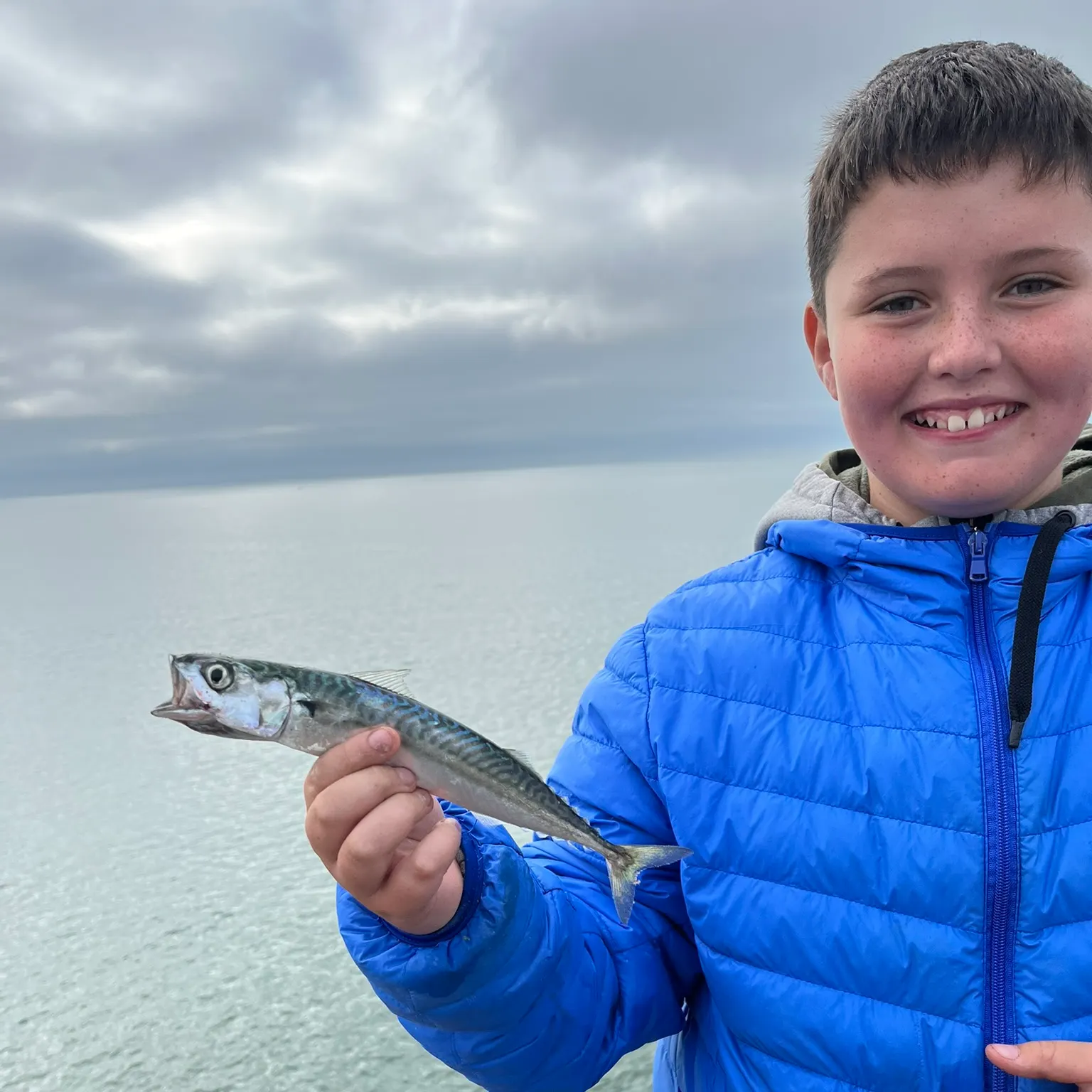 The most recent Atlantic mackerel catches on Fishbrain