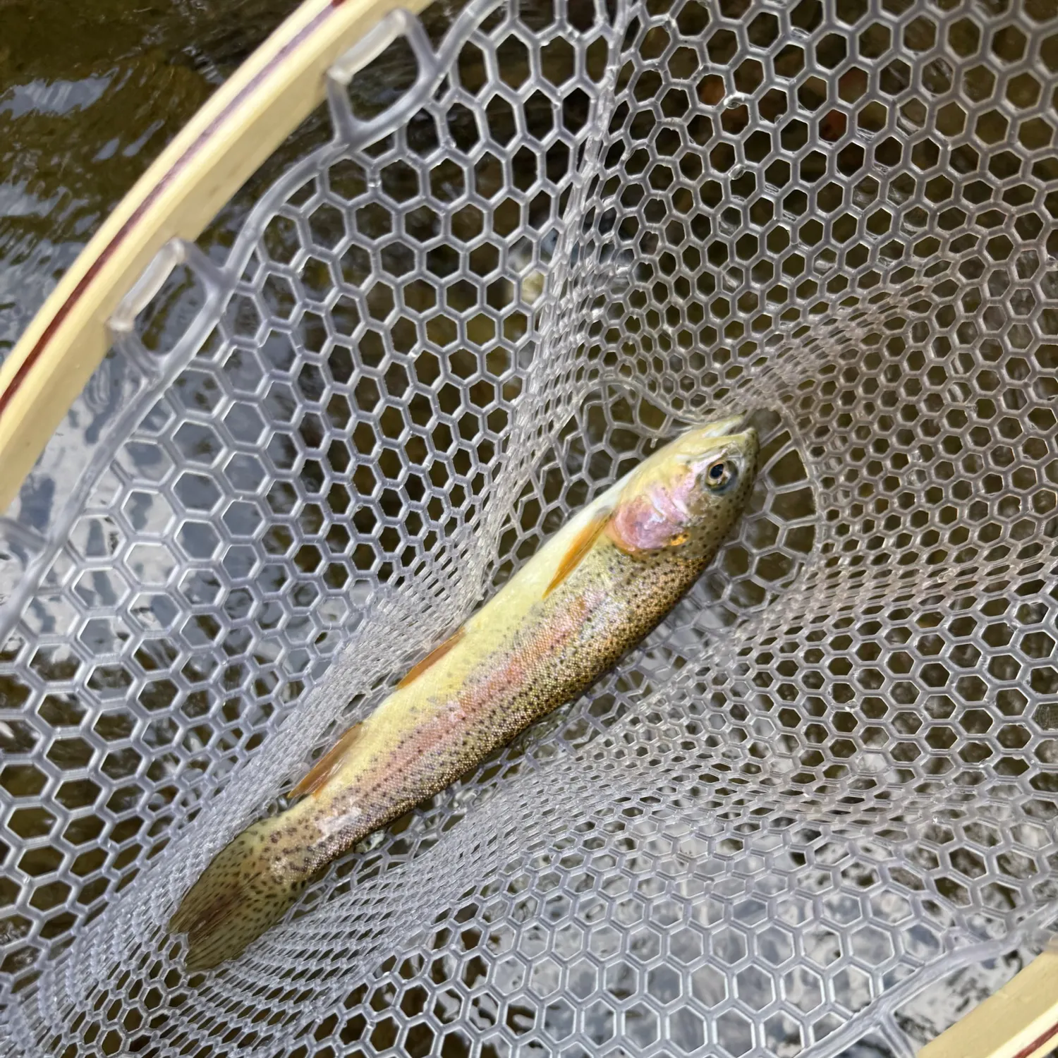 Rainbow trout caught on Fishbrain