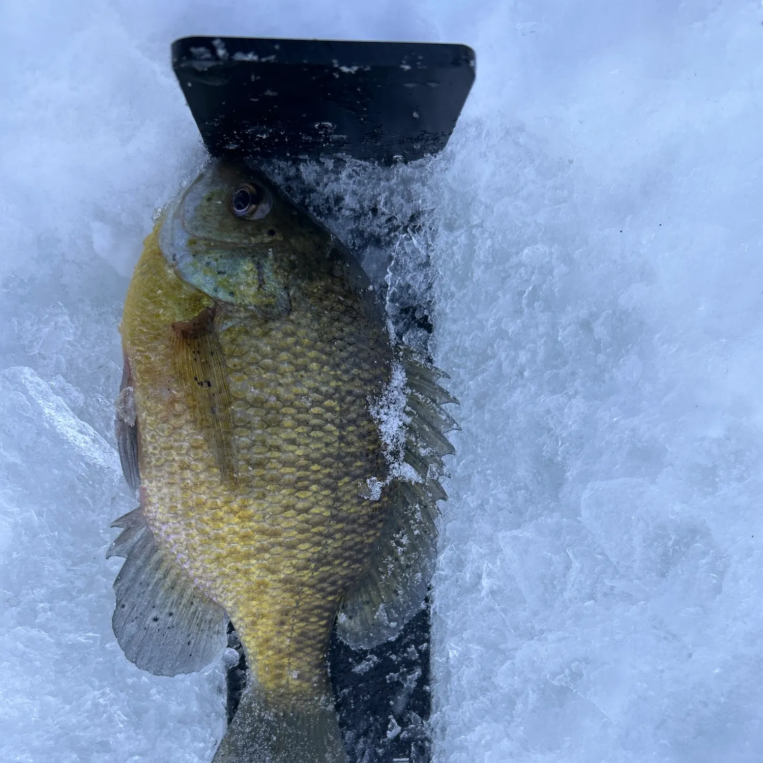 The most recent Bluegill catches on Fishbrain
