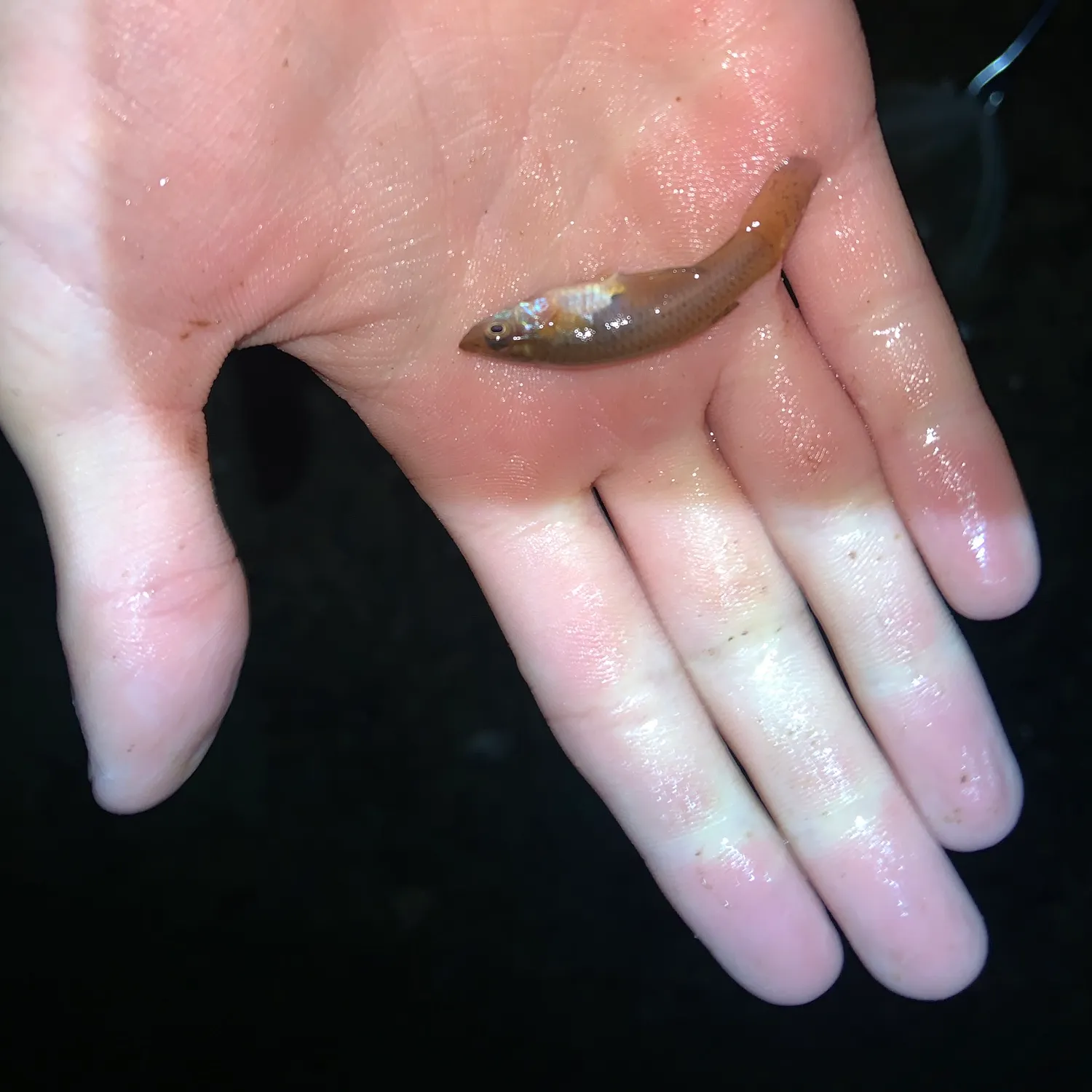 The most recent Eastern mosquitofish catches on Fishbrain