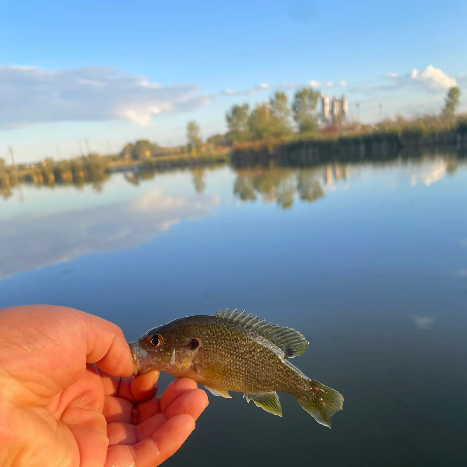 Green sunfish caught on Fishbrain