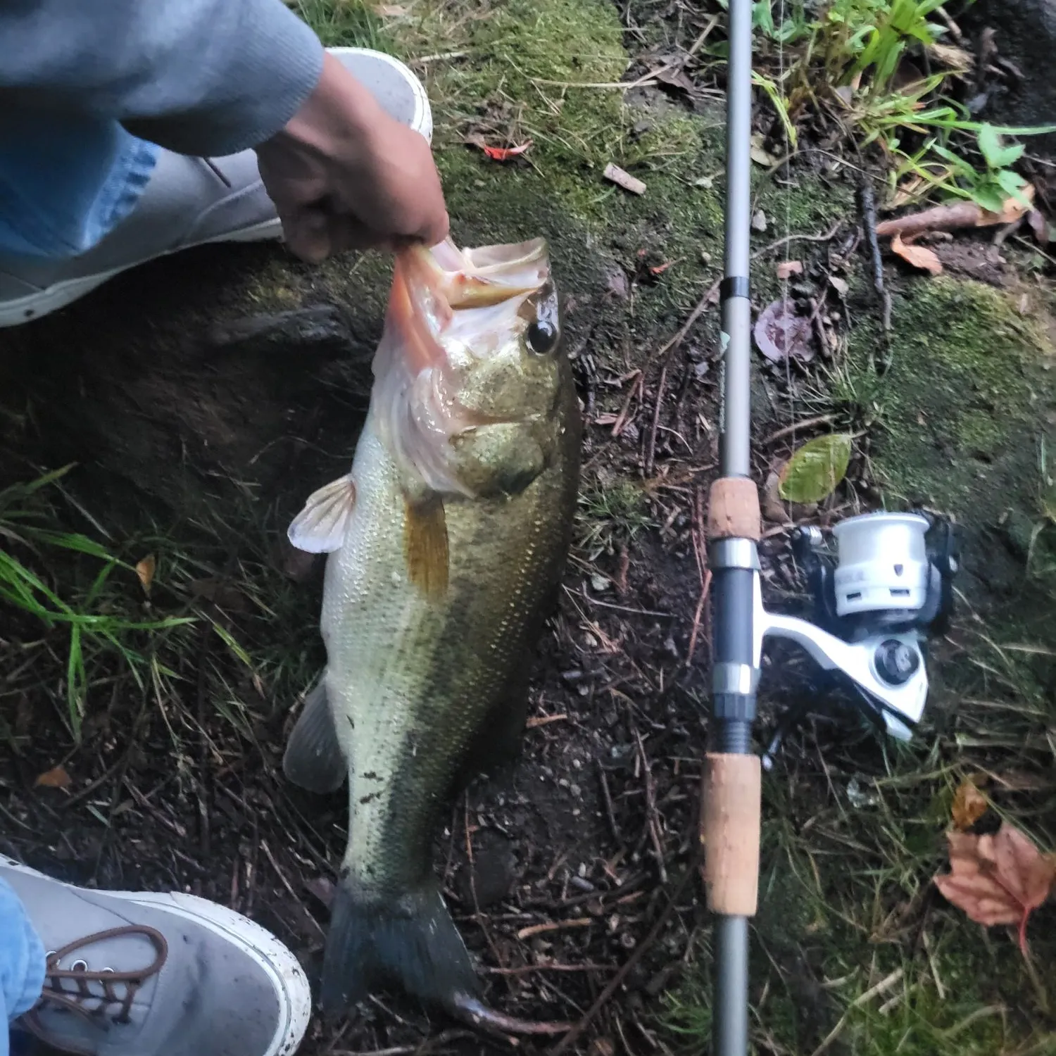 Largemouth bass caught on Fishbrain