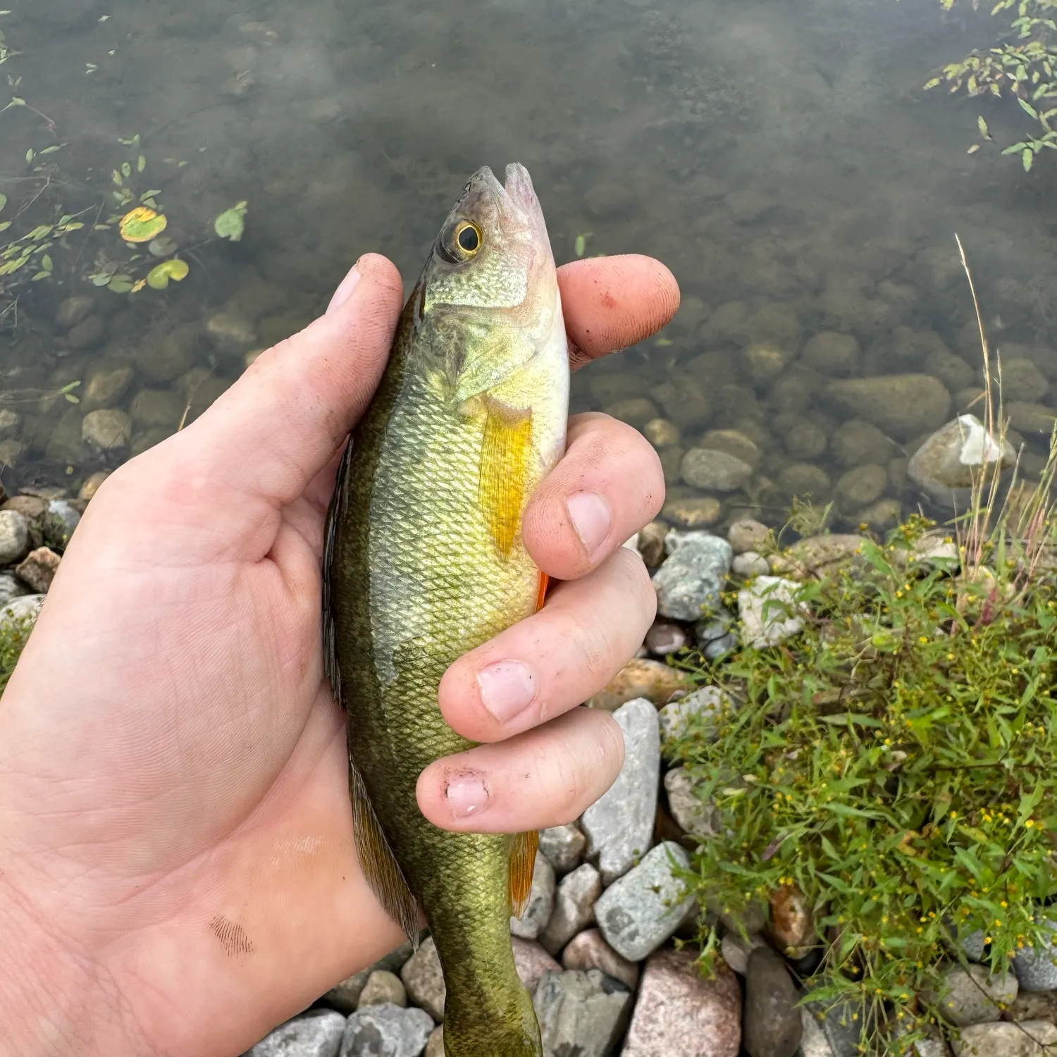 Yellow perch caught on Fishbrain