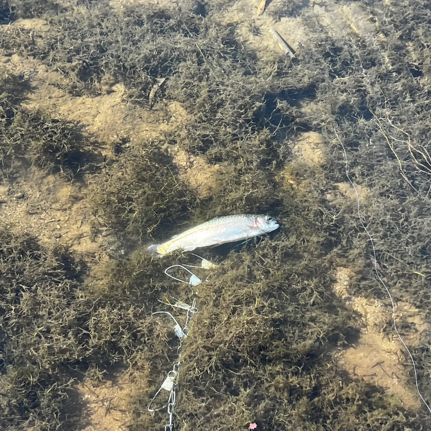 The most recent Cutbow catches on Fishbrain