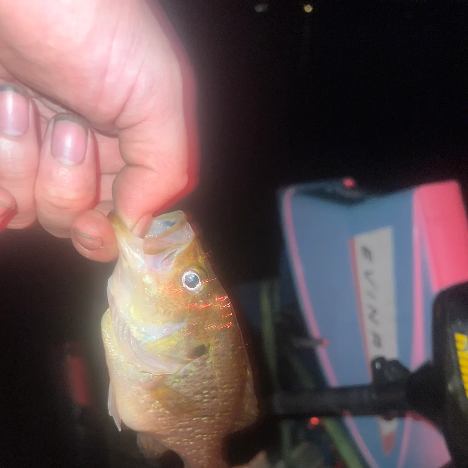 Warmouth caught on Fishbrain