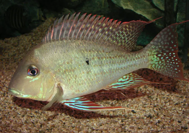 Eartheater cichlid