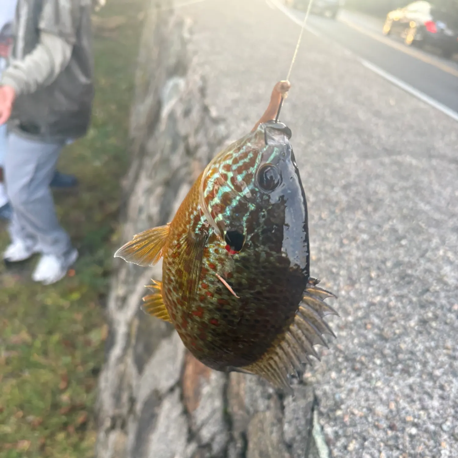 Pumpkinseed caught on Fishbrain