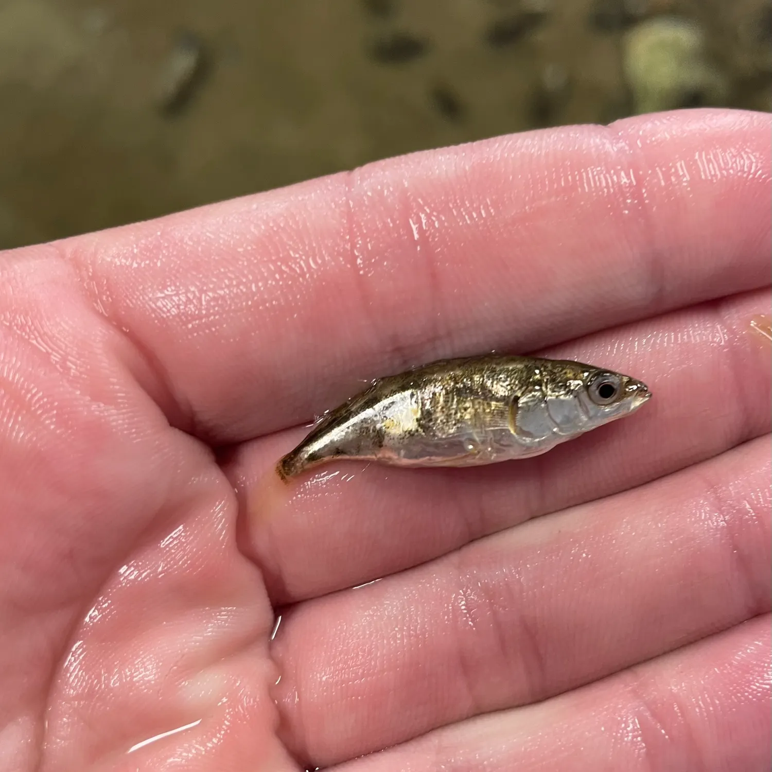 The most recent Three-spined stickleback catches on Fishbrain