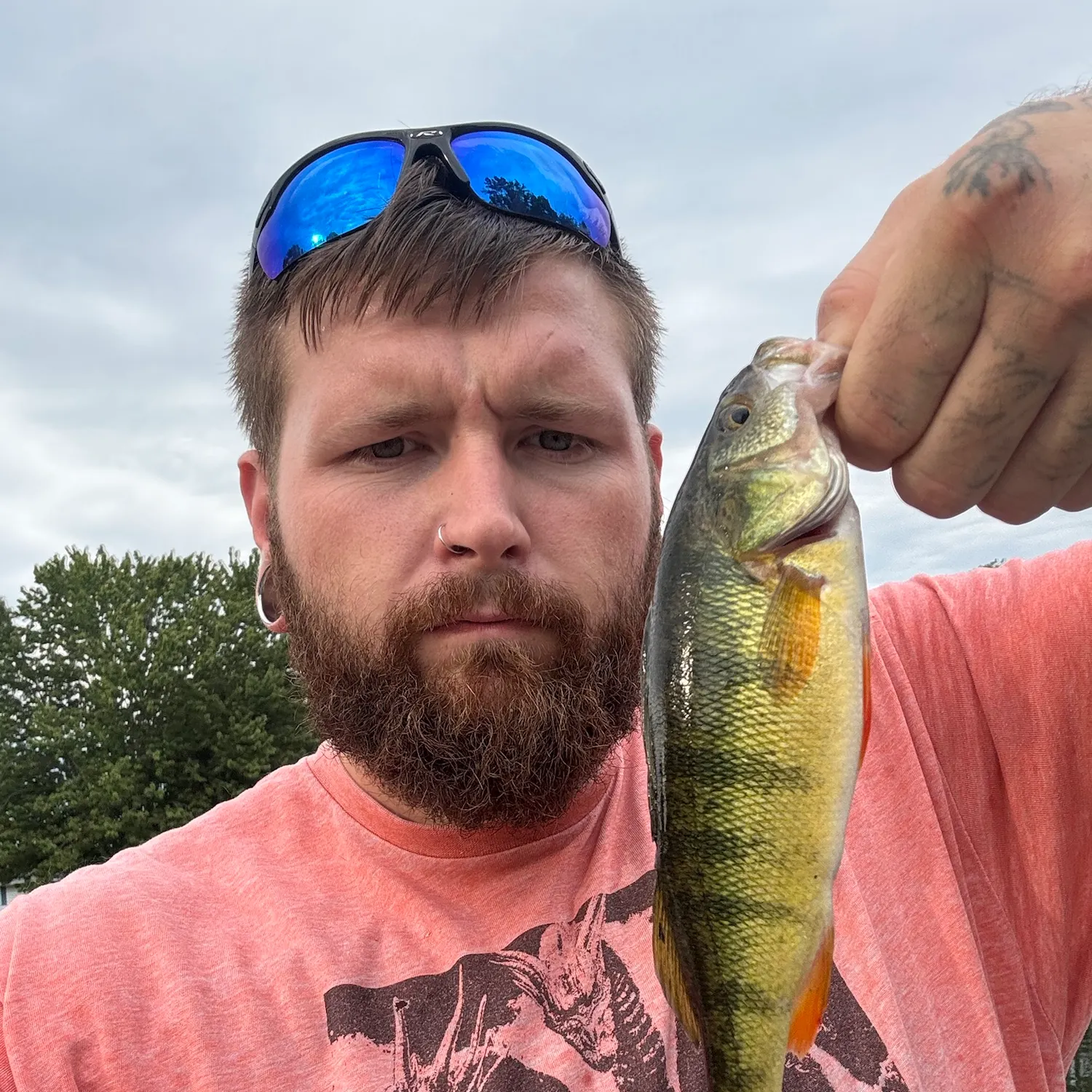 Yellow perch caught on Fishbrain