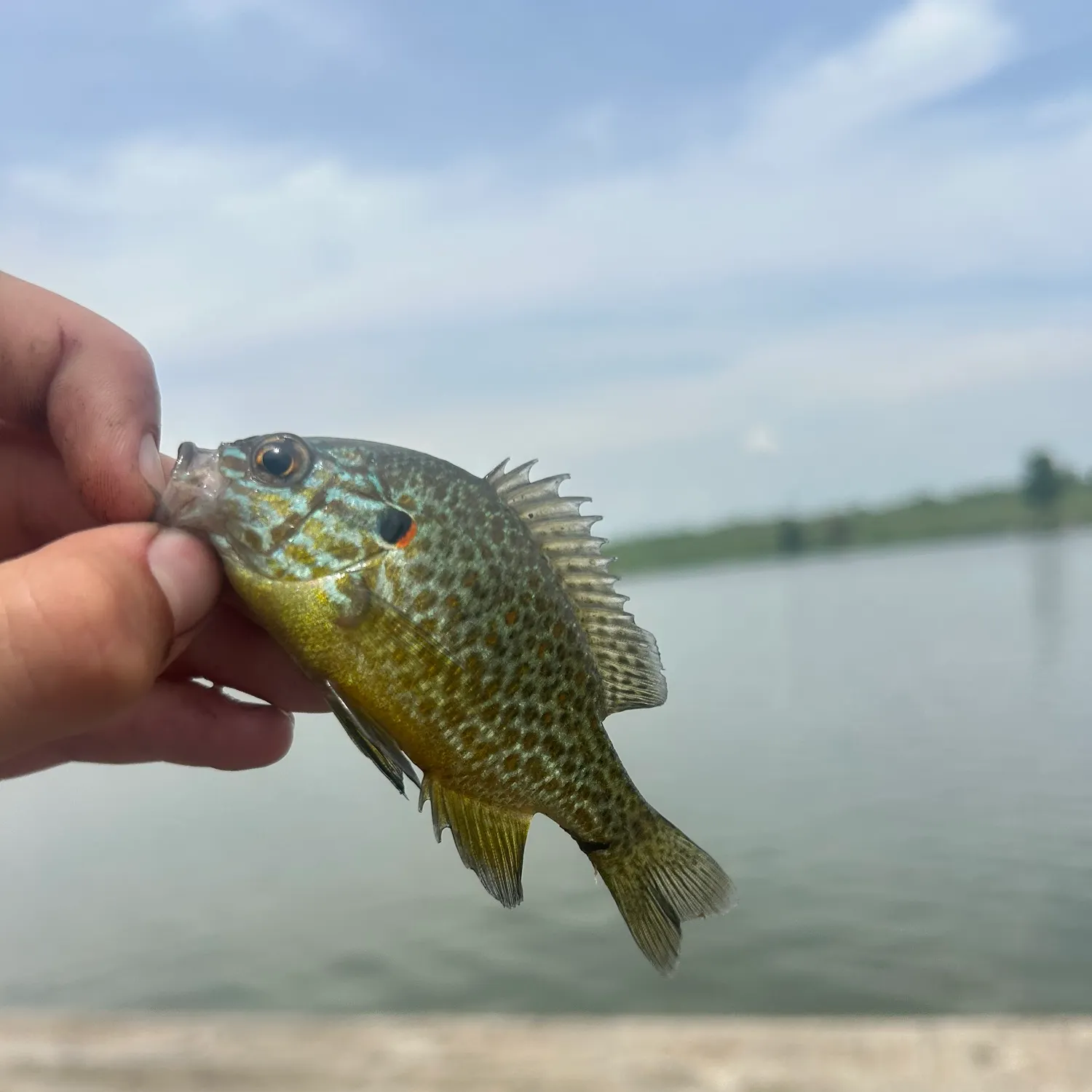 The most recent Pumpkinseed catches on Fishbrain