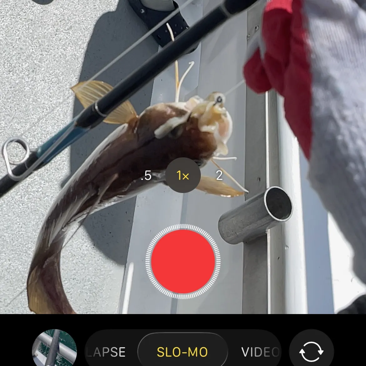 The most recent Red hake catches on Fishbrain