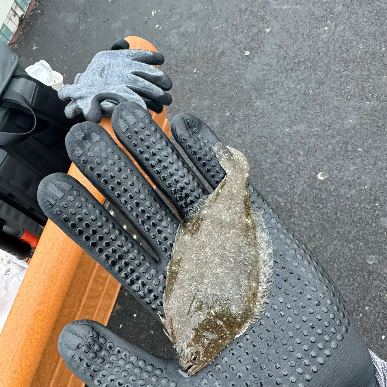 The most recent Pacific halibut catches on Fishbrain