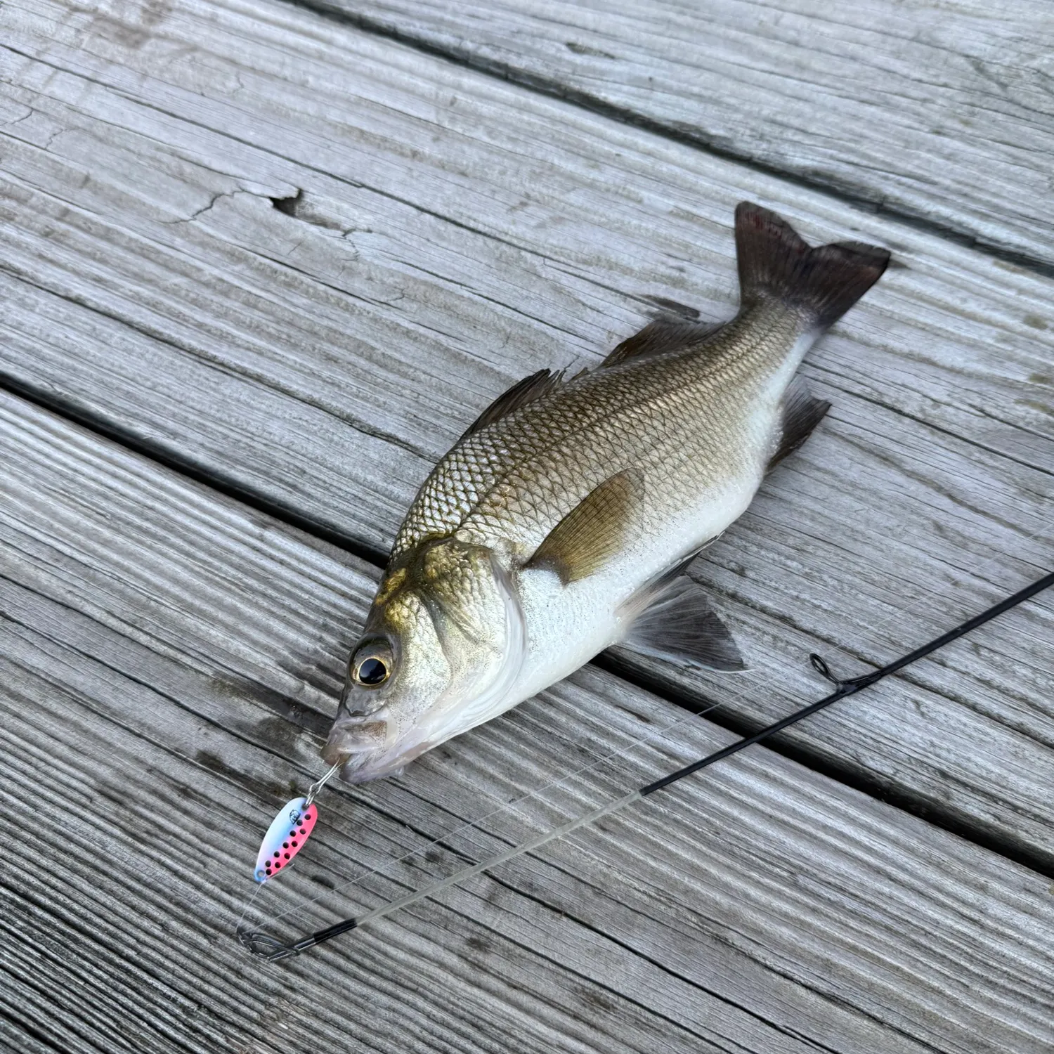 White perch caught on Fishbrain
