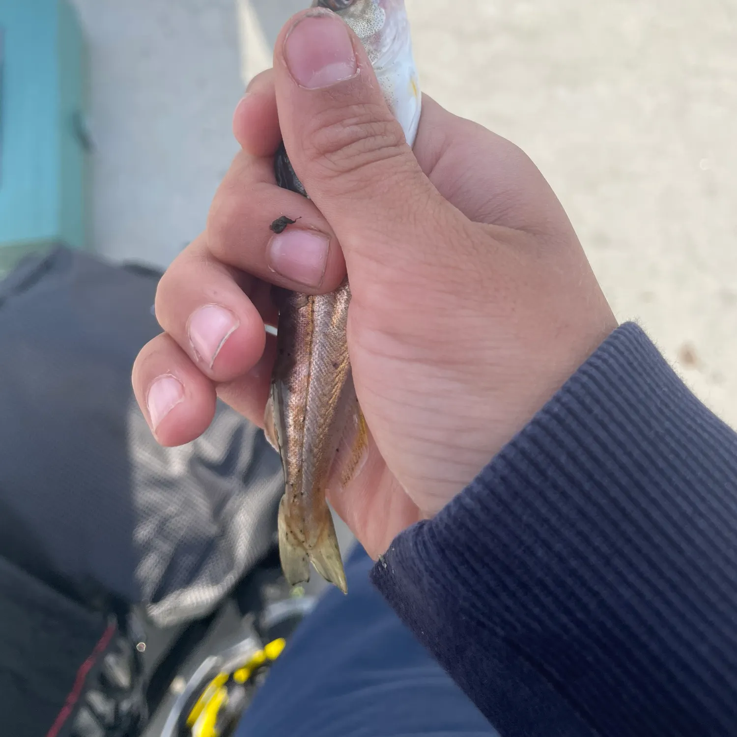 Pollack caught on Fishbrain
