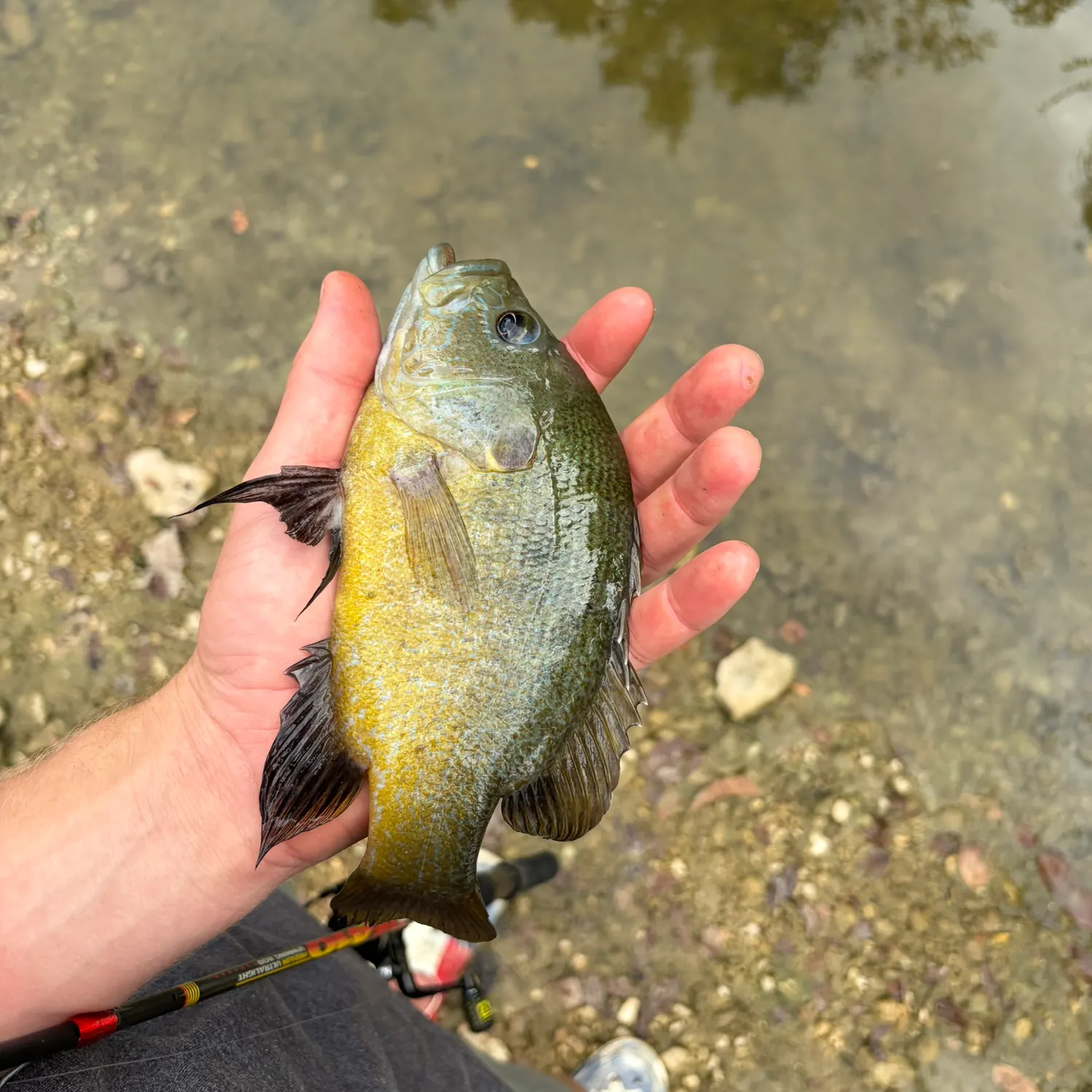 Green sunfish caught on Fishbrain