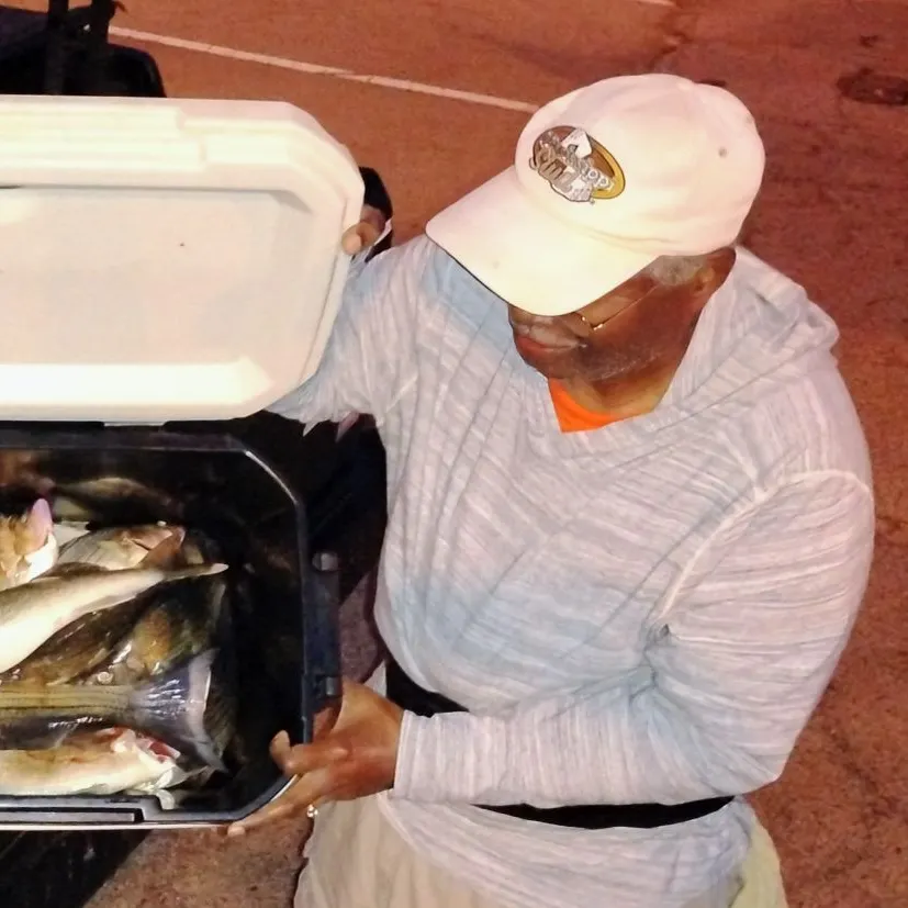White bass caught on Fishbrain