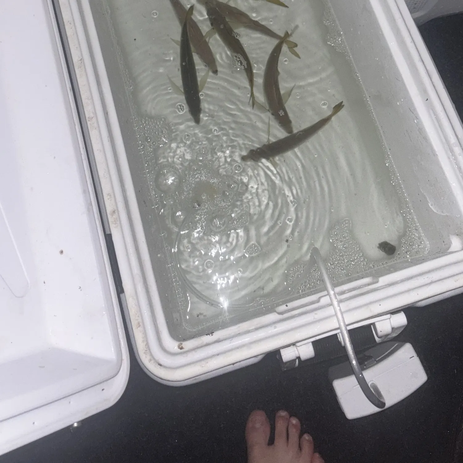 The most recent Yellowtail scad catches on Fishbrain