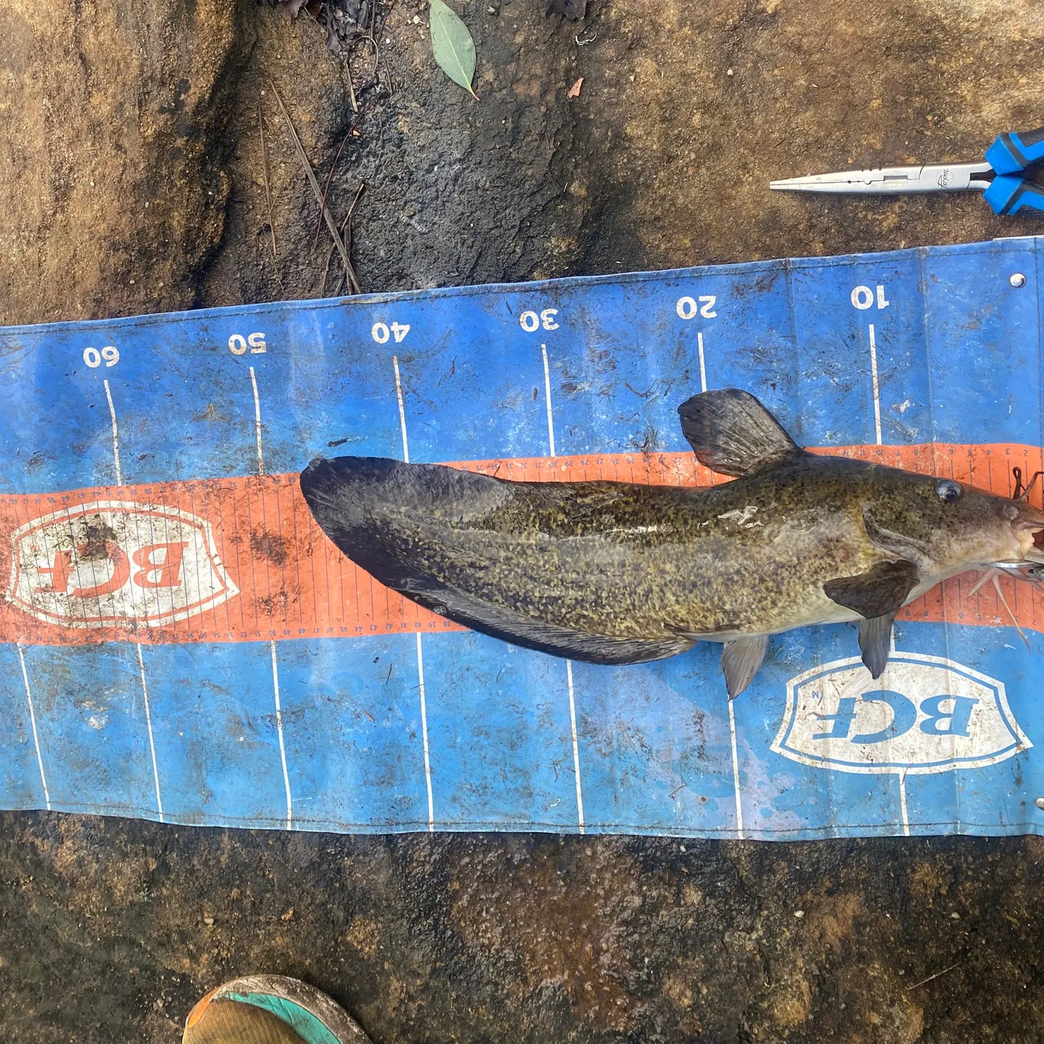 The most recent Dewfish catches on Fishbrain