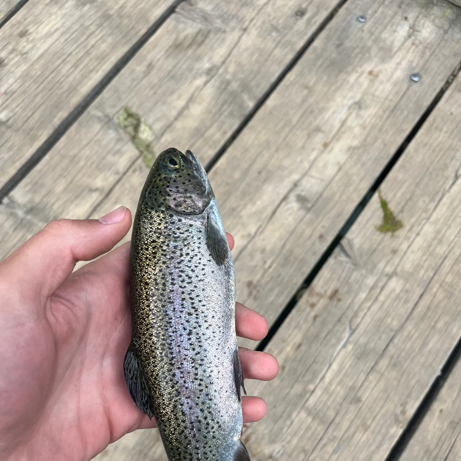 Rainbow trout caught on Fishbrain