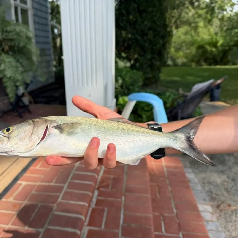 Bluefish caught on Fishbrain