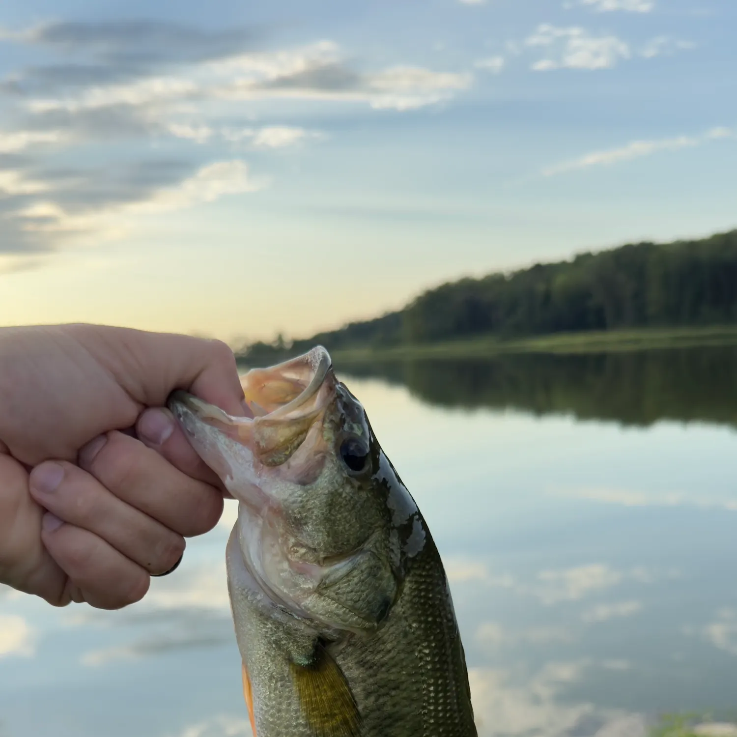 Largemouth bass caught on Fishbrain