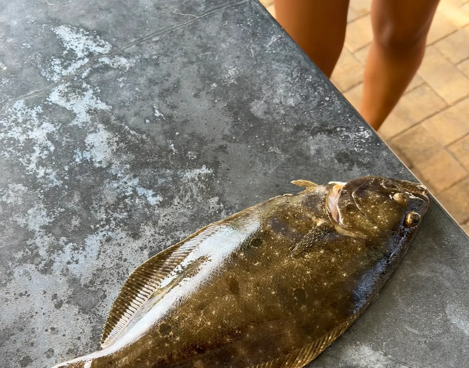 Southern flounder